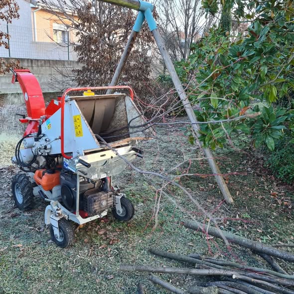 Taille d'un tilleul et nettoyage