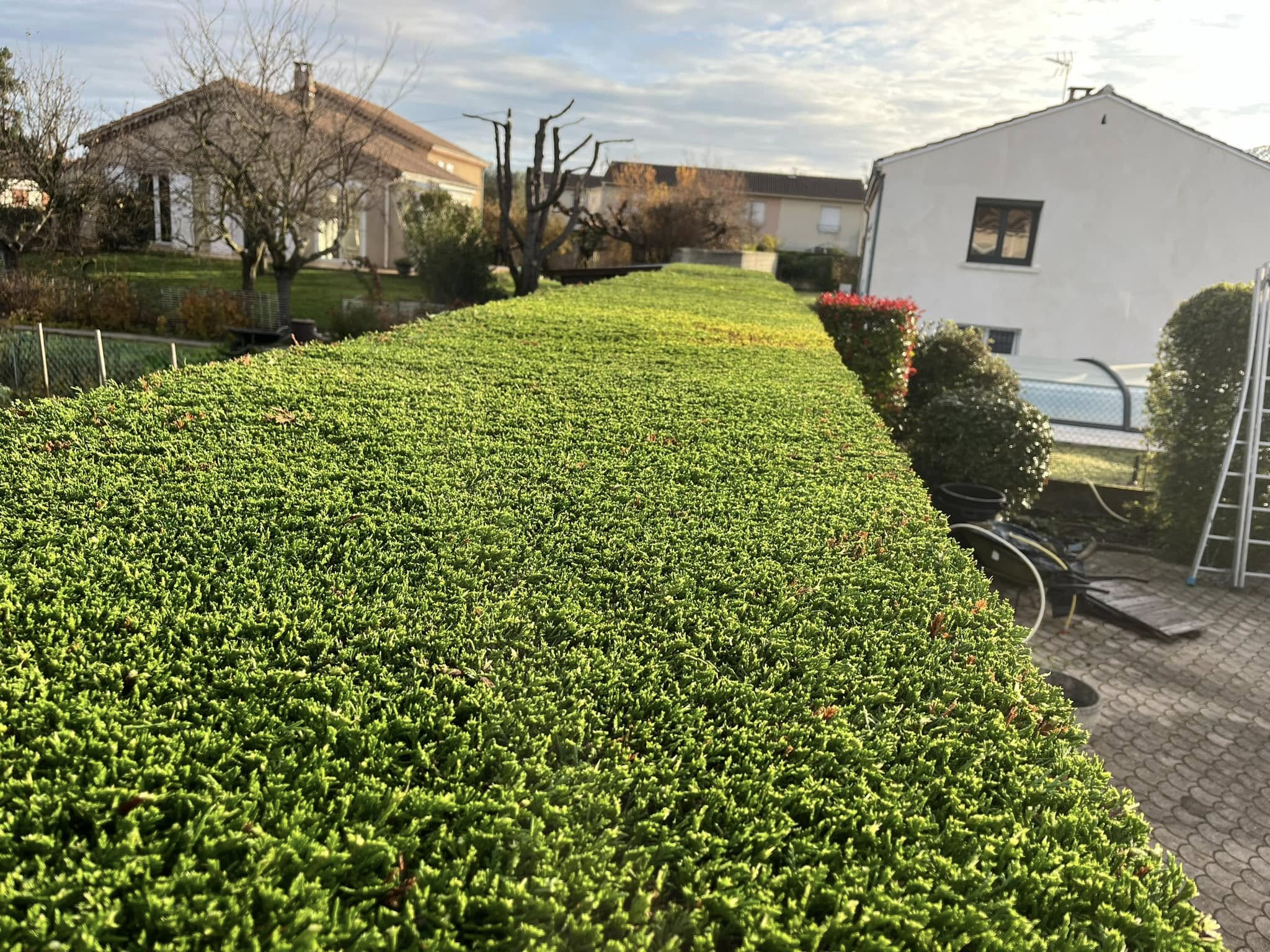 Entretien d'une haie
